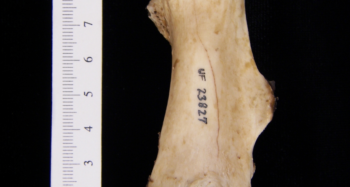 Beaver (Castor canadensis) left femur, anterior view