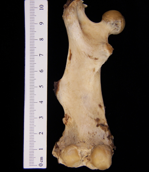 Beaver (Castor canadensis) left femur, posterior view