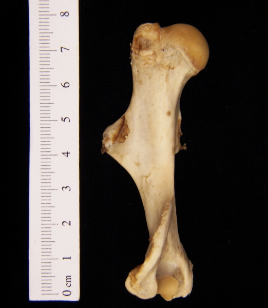 Beaver (Castor canadensis) left humerus, anterior view