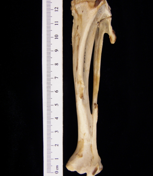 Beaver (Castor canadensis) left tibia and fibula, anterior view