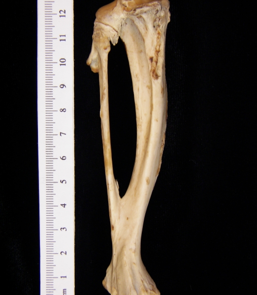 Beaver (Castor canadensis) left tibia and fibula, posterior view