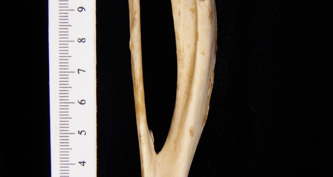Beaver (Castor canadensis) left tibia and fibula, posterior view