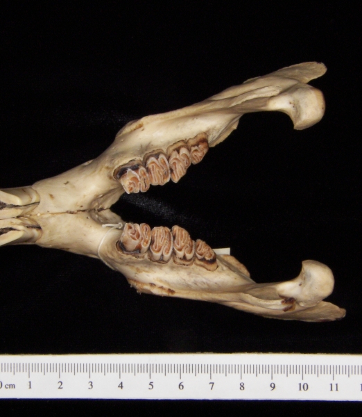 Beaver (Castor canadensis) mandible