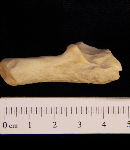 Lateral View Right American Beaver Calcaneus