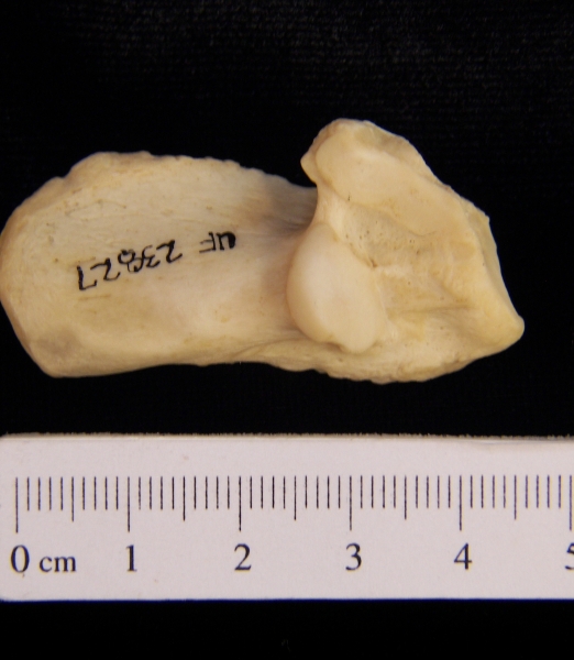 Superior View Right American Beaver Calcaneus