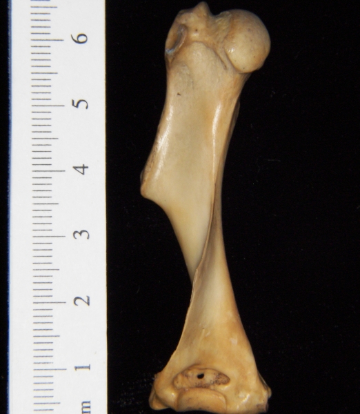 Armadillo (Dasypus novemcinctus) left humerus, posterior view