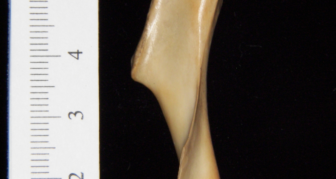 Armadillo (Dasypus novemcinctus) left humerus, posterior view