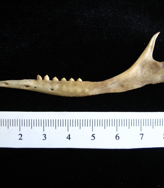 Armadillo (Dasypus novemcinctus) left mandible