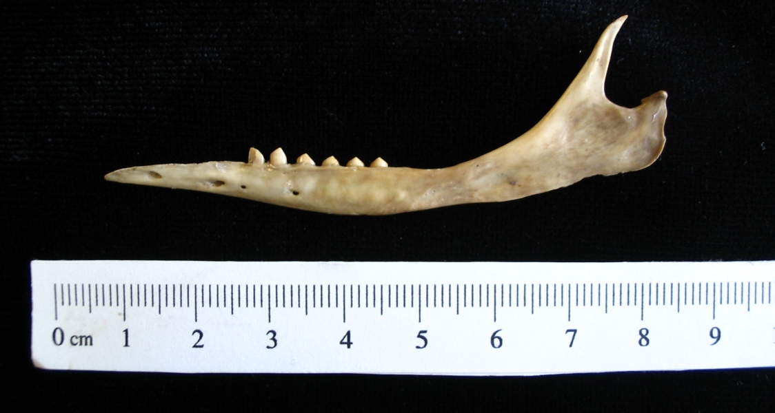 Armadillo (Dasypus novemcinctus) left mandible