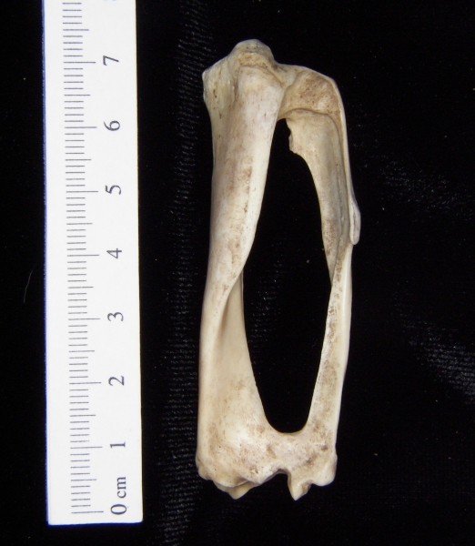 Armadillo (Dasypus novemcinctus) left tibia and fibular, anterior view