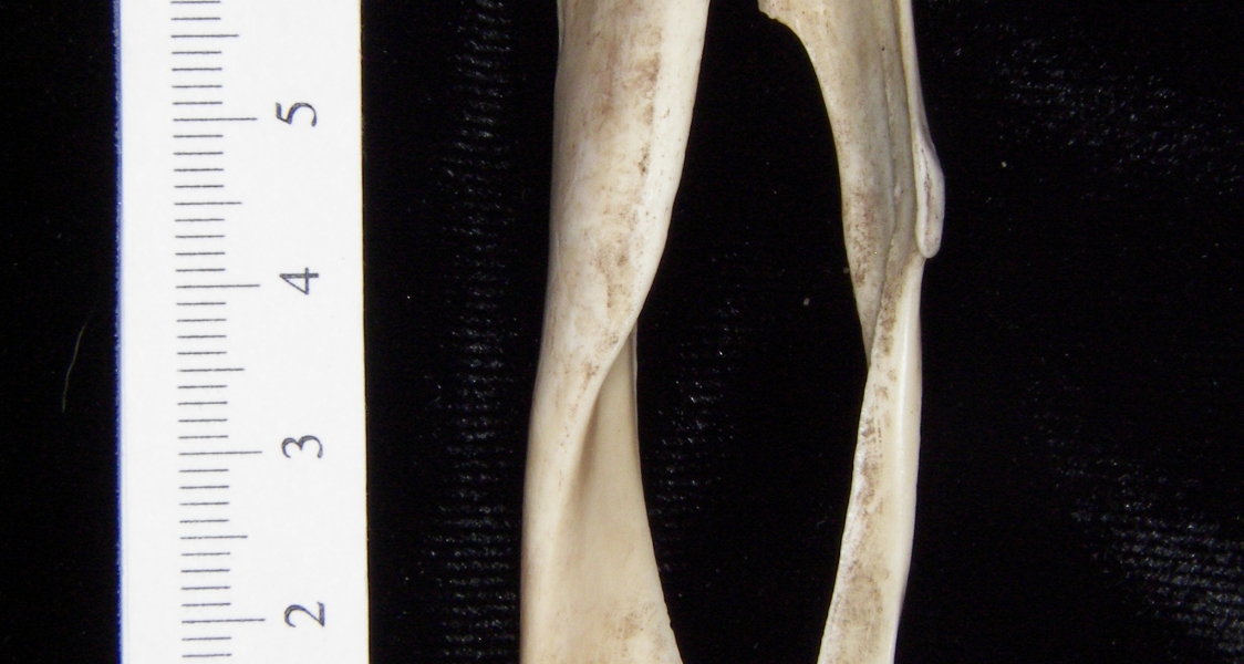 Armadillo (Dasypus novemcinctus) left tibia and fibular, anterior view