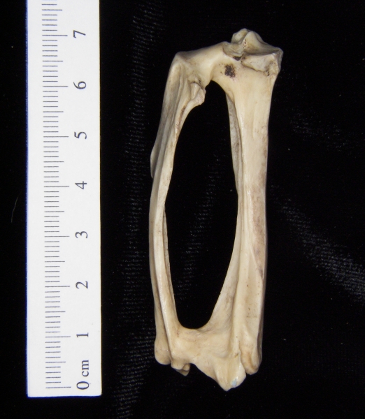 Armadillo (Dasypus novemcinctus) left tibia and fibula, posterior view