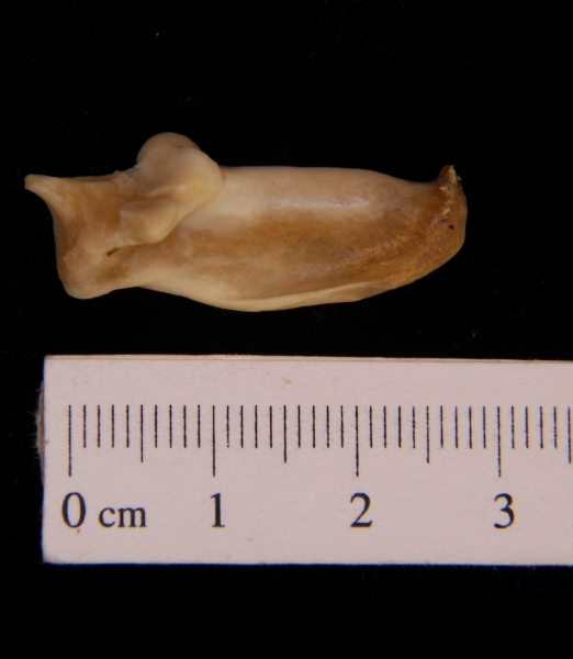 Medial View Right Armadillo Calcaneus