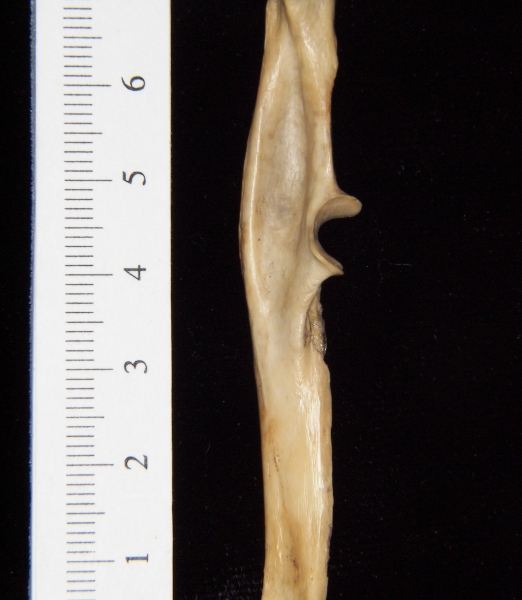 Armadillo (Dasypus novemcinctus) left ulna, medial view