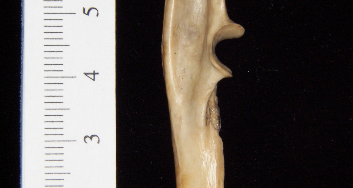 Armadillo (Dasypus novemcinctus) left ulna, medial view