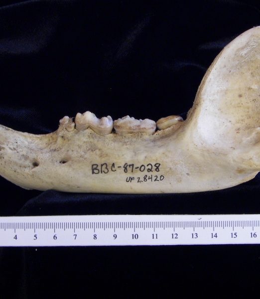 Lateral View Black Bear Mandible