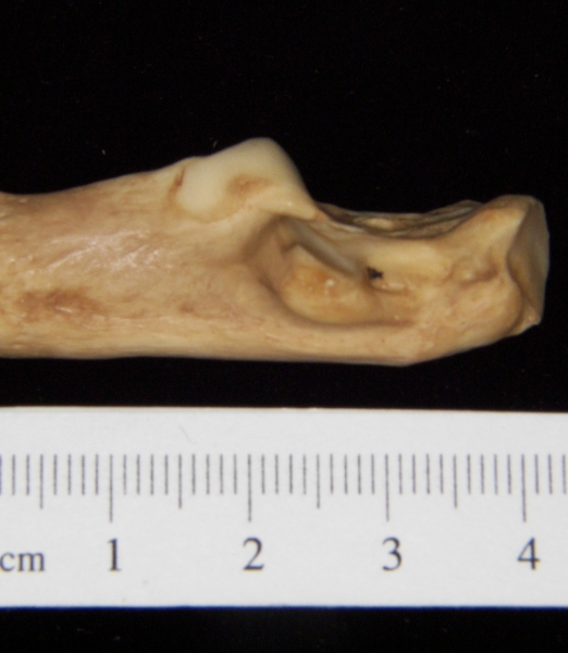 Medial View Left Bobcat Calcaneus