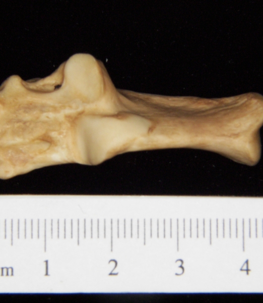 Superior View Left Bobcat Calcaneus