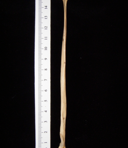 Bobcat (Lynx rufus) left fibula, lateral view