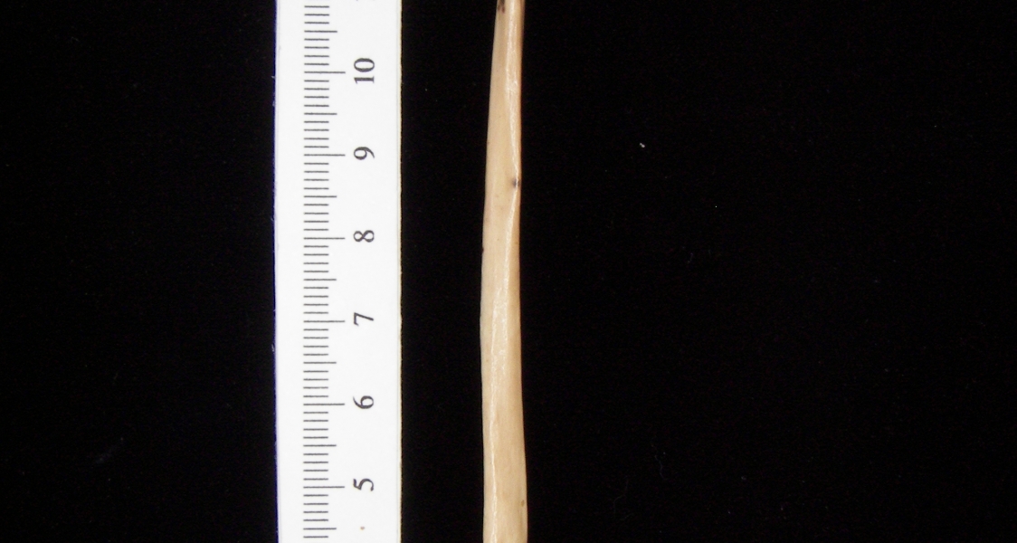 Bobcat (Lynx rufus) left fibula, lateral view