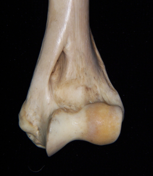 Bobcat (Lynx rufus) left humerus