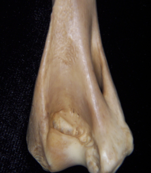 Bobcat (Lynx rufus) left humerus, distal view 3