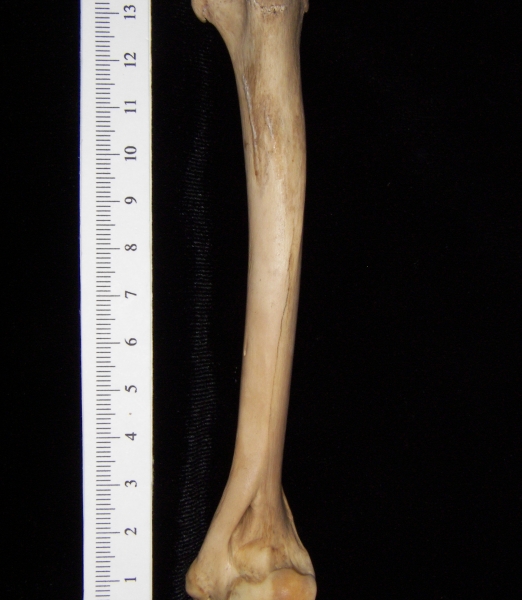 Bobcat (Lynx rufus) left humerus, lateral view