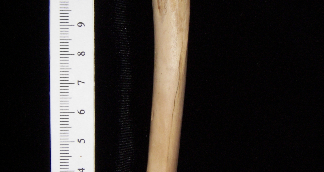Bobcat (Lynx rufus) left humerus, lateral view