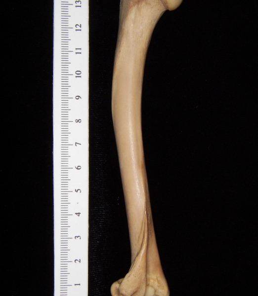 Bobcat (Lynx rufus) left humerus