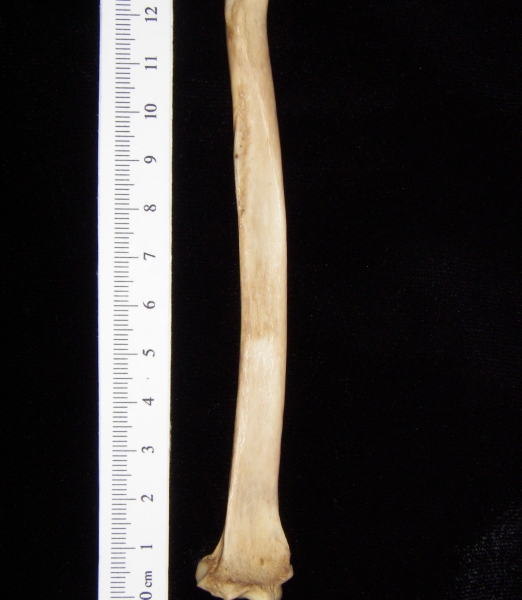 Bobcat (Lynx rufus) left radius, anterior view