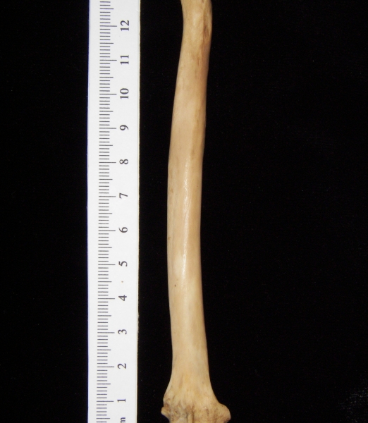 Bobcat (Lynx rufus) left radius, posterior view