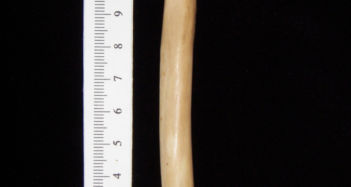 Bobcat (Lynx rufus) left radius, posterior view