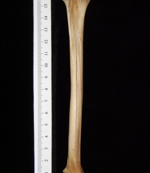 Bobcat (Lynx rufus) left tibia, posterior view