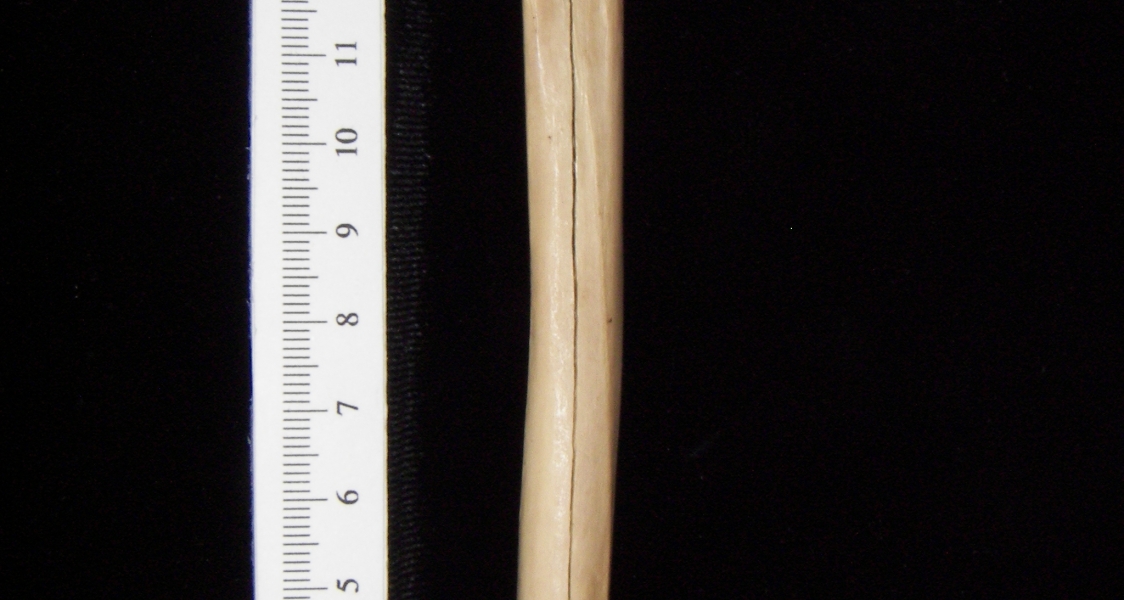 Bobcat (Lynx rufus) left tibia, posterior view