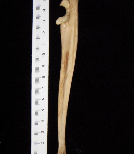 Bobcat (Lynx rufus) left ulna, lateral view