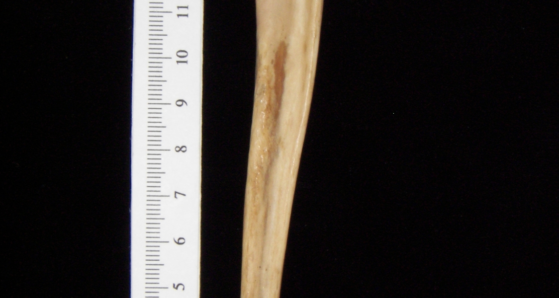 Bobcat (Lynx rufus) left ulna, lateral view