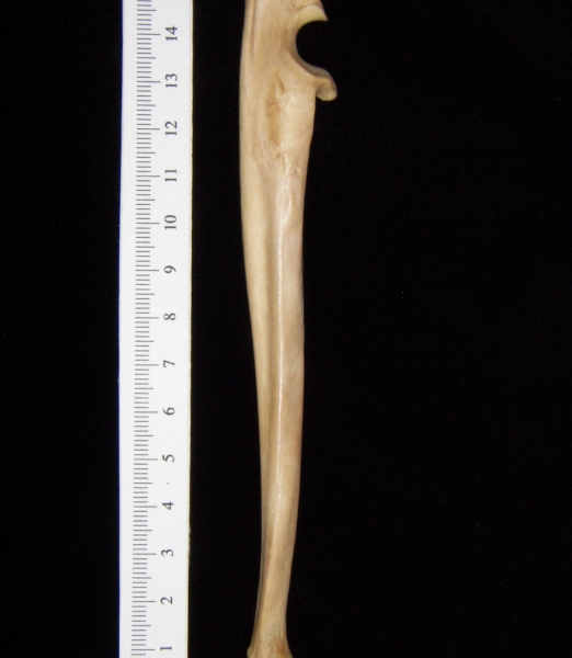 Bobcat (Lynx rufus) left ulna, medial view