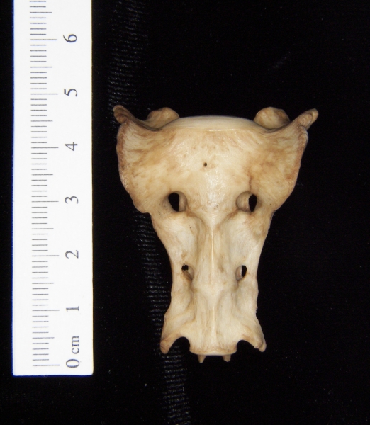 Anterior View Bobcat Sacrum