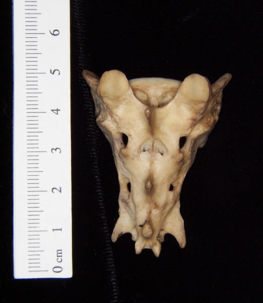 Posterior View Bobcat Sacrum