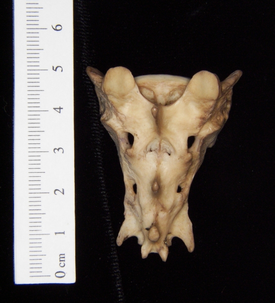 Posterior View Bobcat Sacrum