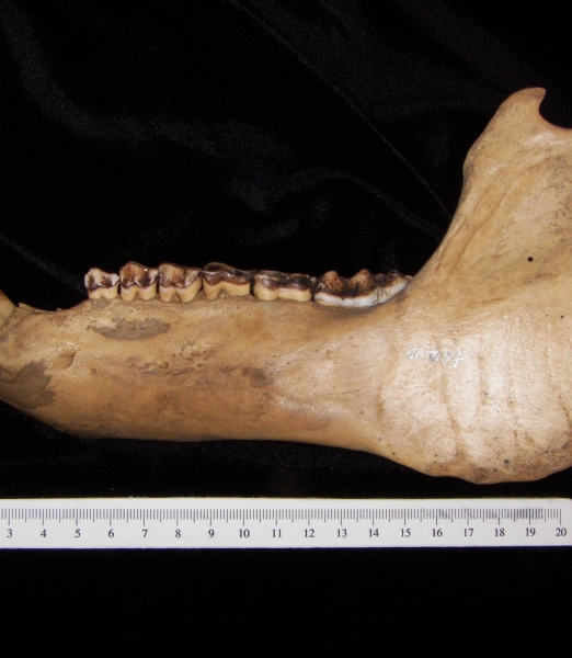 Lateral View Wild Boar Mandible