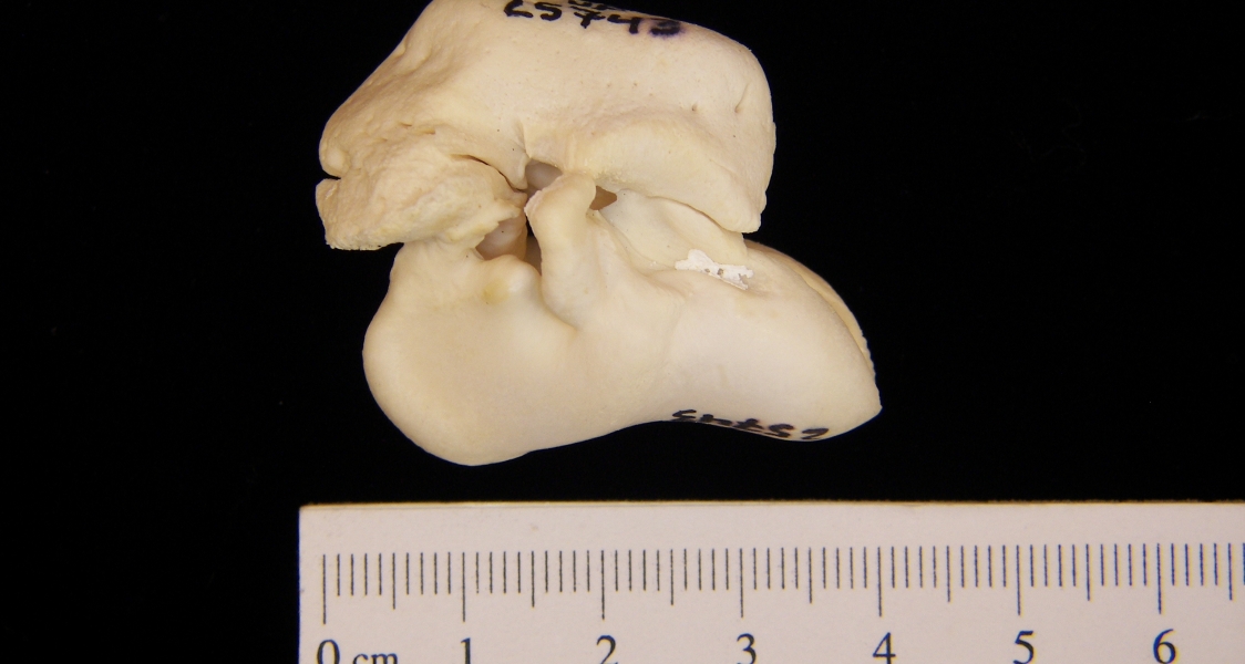 Bottlenose dolphin (Tursiops truncatus) auditory periotic-bulla