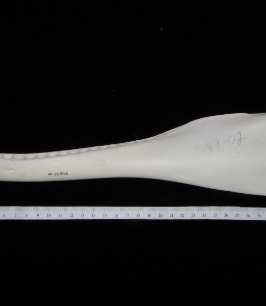 Bottlenose dolphin (Tursiops truncatus) left mandible, lateral view