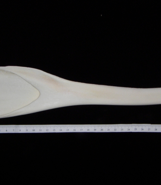 Bottlenose dolphin (Tursiops truncatus) left mandible, medial view