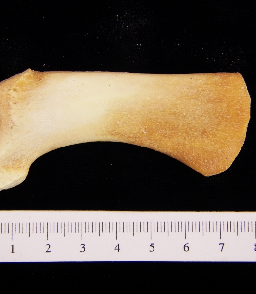 Bottlenose dolphin (Tursiops truncatus) ulna