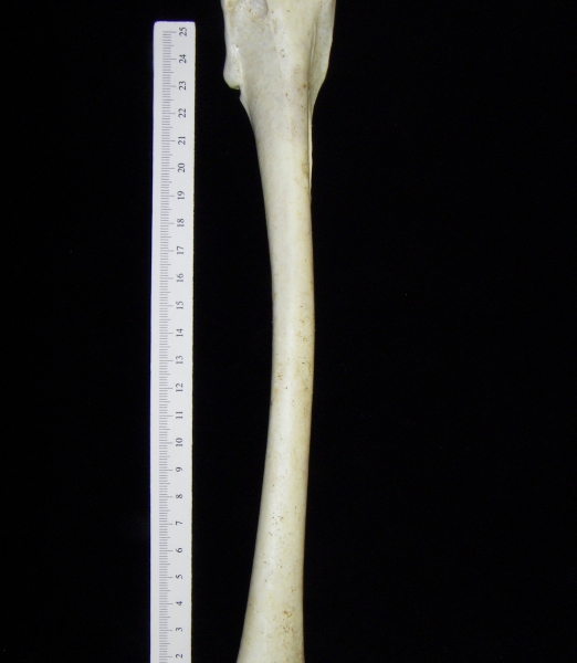 Brown pelican (Pelecanus occidentalis) right humerus