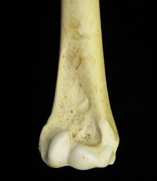 Brown pelican (Pelecanus occidentalis) right humerus, distal