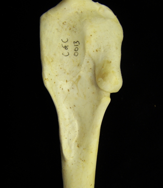 Brown pelican (Pelecanus occidentalis) right humerus, proximal view