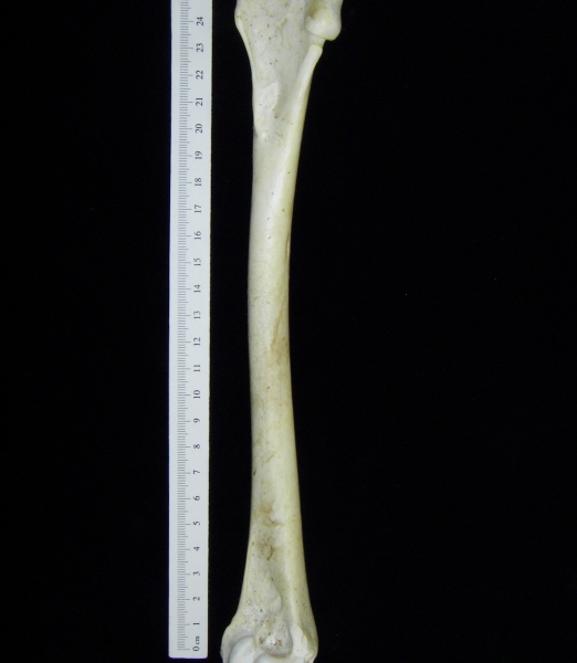 Brown pelican (Pelecanus occidentalis) right humerus, view 2