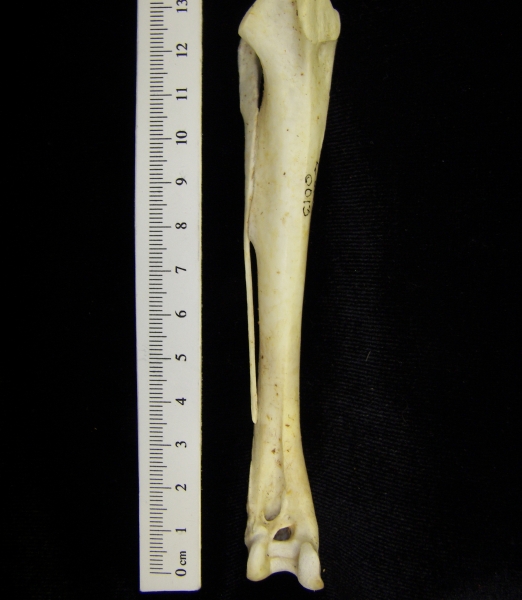 Brown pelican (Pelecanus occidentalis) right tibiotarsus, anterior view